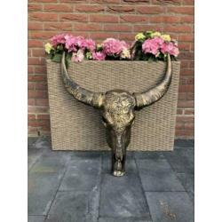 Skull longhoorn buffel schedel longhorn skulls dierenschede