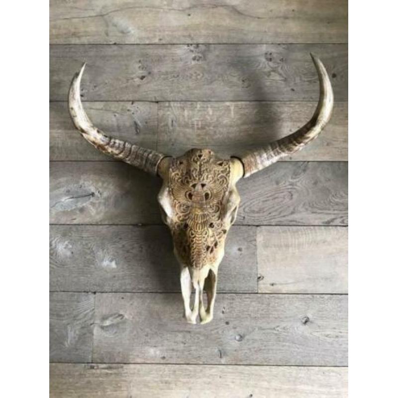 Skull longhoorn buffel schedel longhorn skulls dierenschede