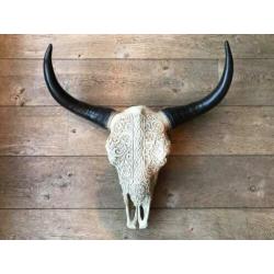 Skull longhoorn buffel schedel longhorn skulls dierenschede