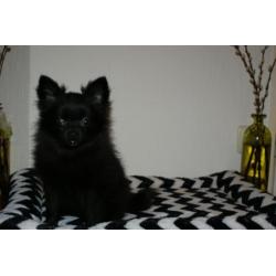 lieve mini pomeriaan pup, teefje,met stamboom en chip,,